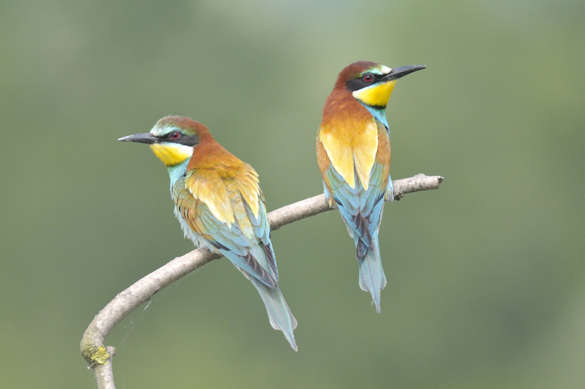Merops apiaster : gruccioni